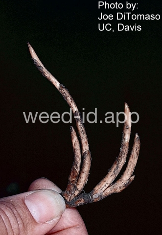 pondweed, American